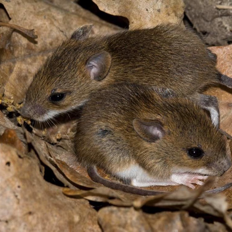 Уничтожения мышей в частном доме в Чернигове?