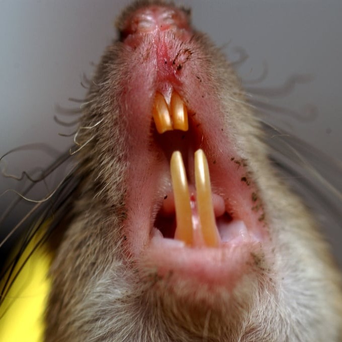 Дератизация крыс в Чернигове?